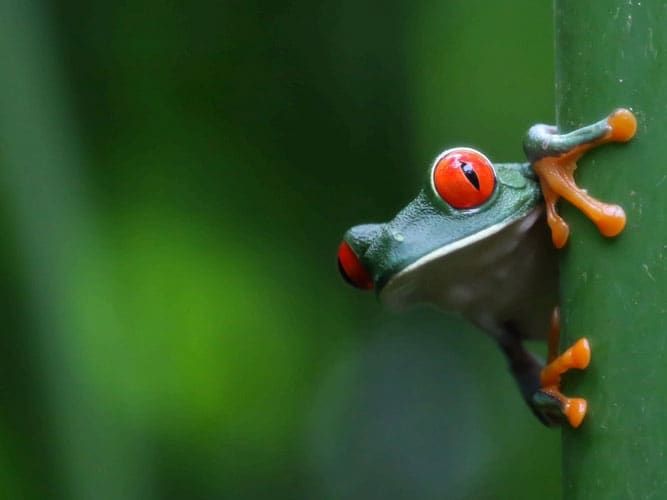 A red-eyed tree frog clings to a vertical green stem against a blurred green background, peering around the corner with its bright red eyes and orange toe pads.